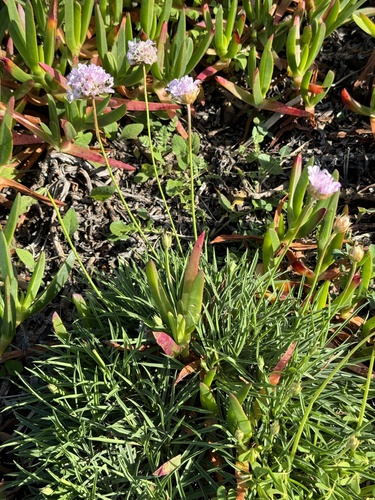 Armeria welwitschii, photograph 2