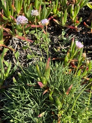 Armeria welwitschii, photograph William Stephens, CC BY, iNaturalist via GBIF