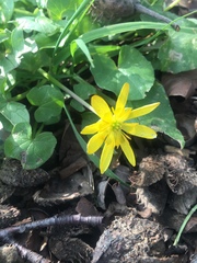 Ficaria verna