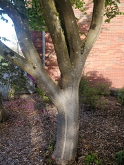 Parrotia