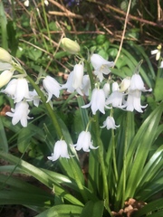 Hyacinthoides