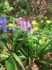 Hyacinthoides