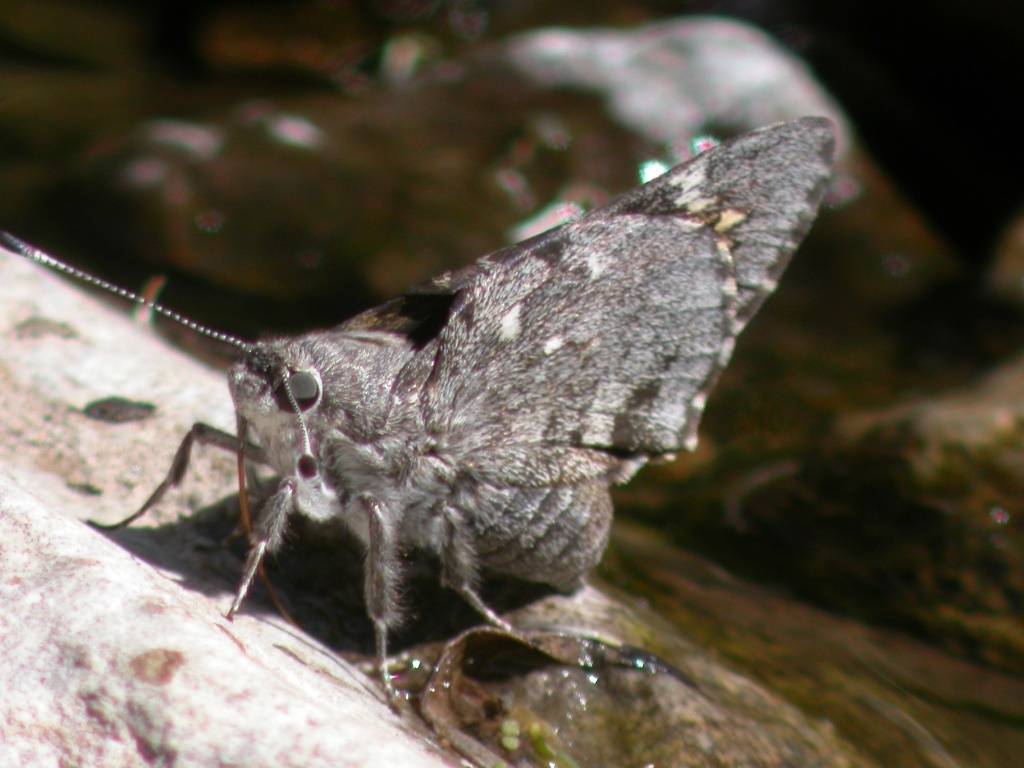 Bell's Giant-Skipper