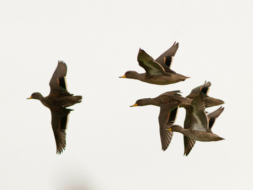 Yellow-billed Teal, photo 4 of 10
