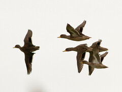 Yellow-Billed Teal photo 6