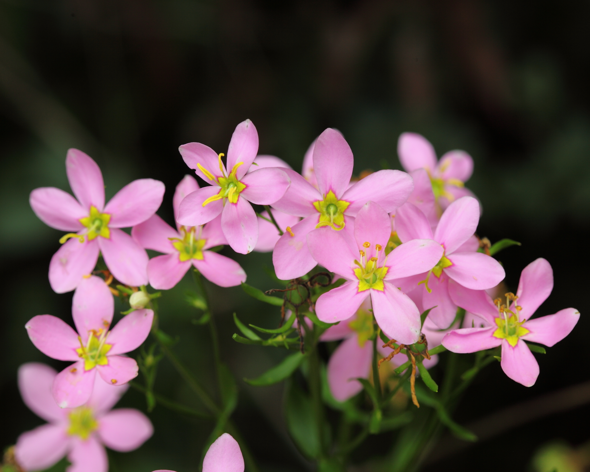 Sabatia angularis