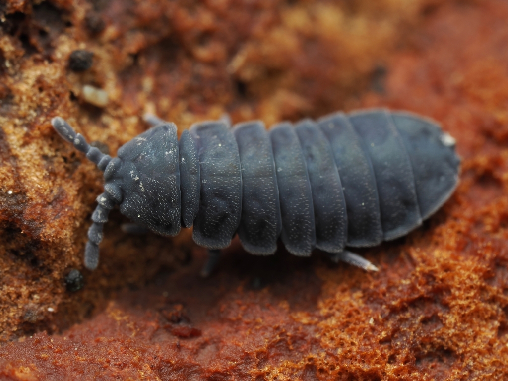 Tetrodontophora bielanensis, photo 1 of 10