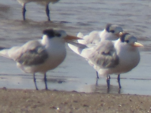 Lesser Crested Tern