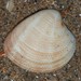 Venus Clams - Photo (c) S. Rae, some rights reserved (CC BY)