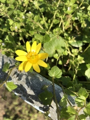 Ficaria verna