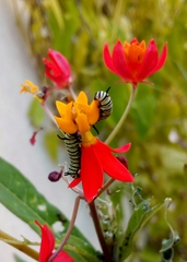 Danaus erippus