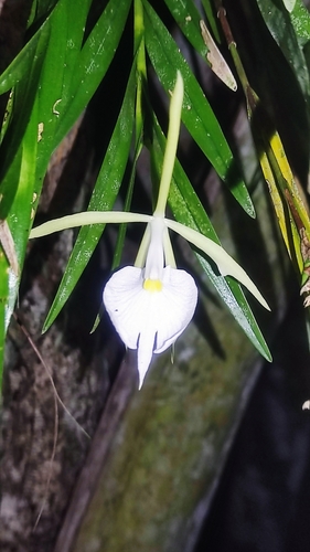Epidendrum longicolle Lindl. 3