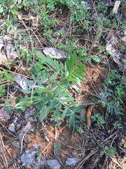 Tephrosia virginiana