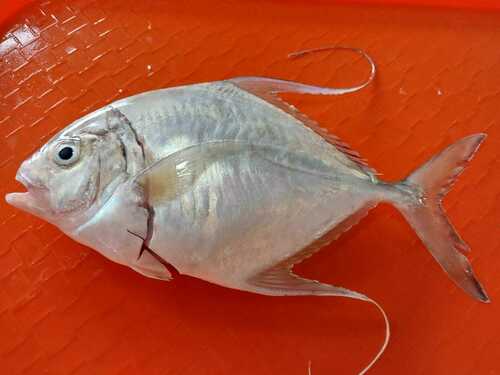 Threadfin jack (Carangoides otrynter) — Carangidae — 2