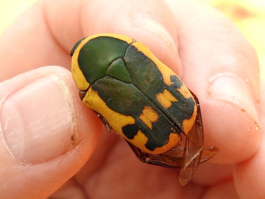 False Garden Fruit Chafer from Livingstone, Southern, Zambia on ...