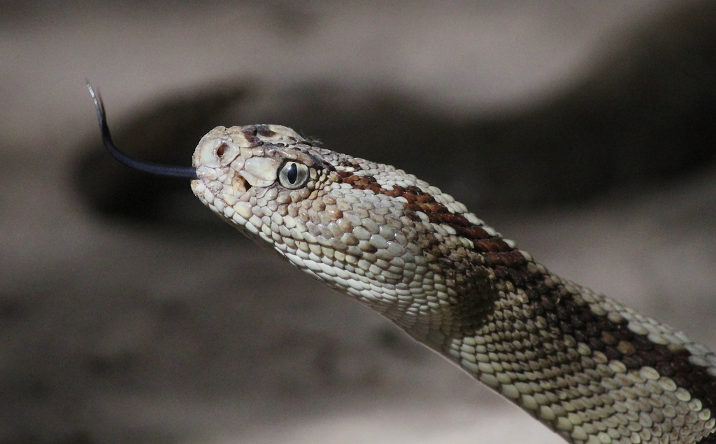 Yucatán Neotropical Rattlesnake in February 2024 by SALVADOR PENICHE ...