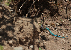 Pholidoscelis lineolatus lineolatus