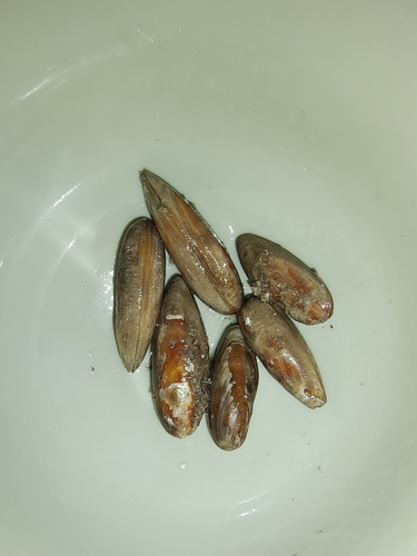 Leiosolenus lischkei observed 2021-07-23