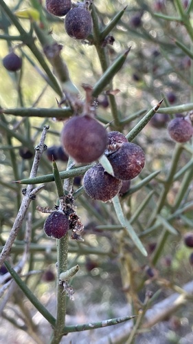 Retamilla austral