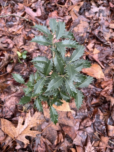 Osmanthus heterophyllus