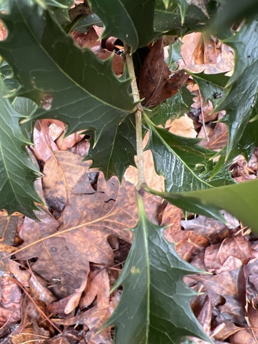 Osmanthus heterophyllus