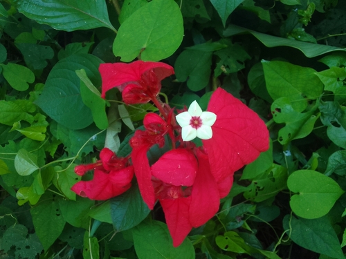 Foto de Mussaenda-vermelha