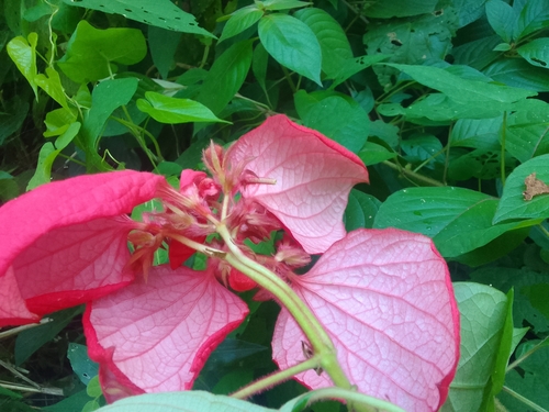 Foto de Mussaenda-vermelha