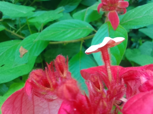 Foto de Mussaenda-vermelha