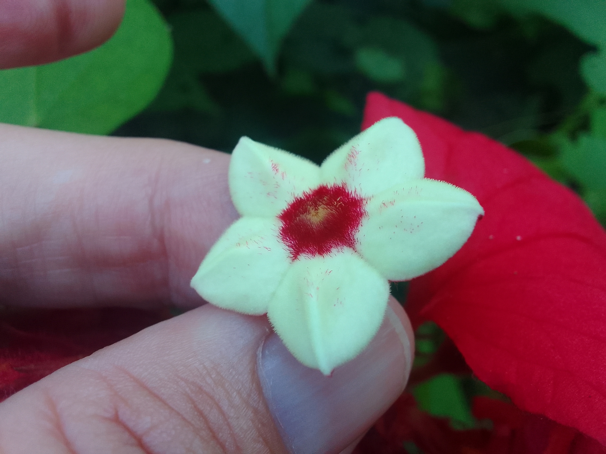 Imagem de Mussaenda-vermelha