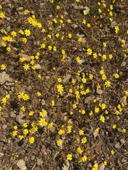 Crocidium multicaule
