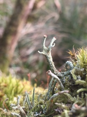Cladonia polydactyla