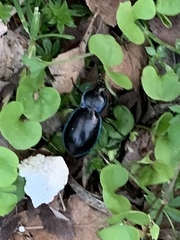 Carabus finitimus