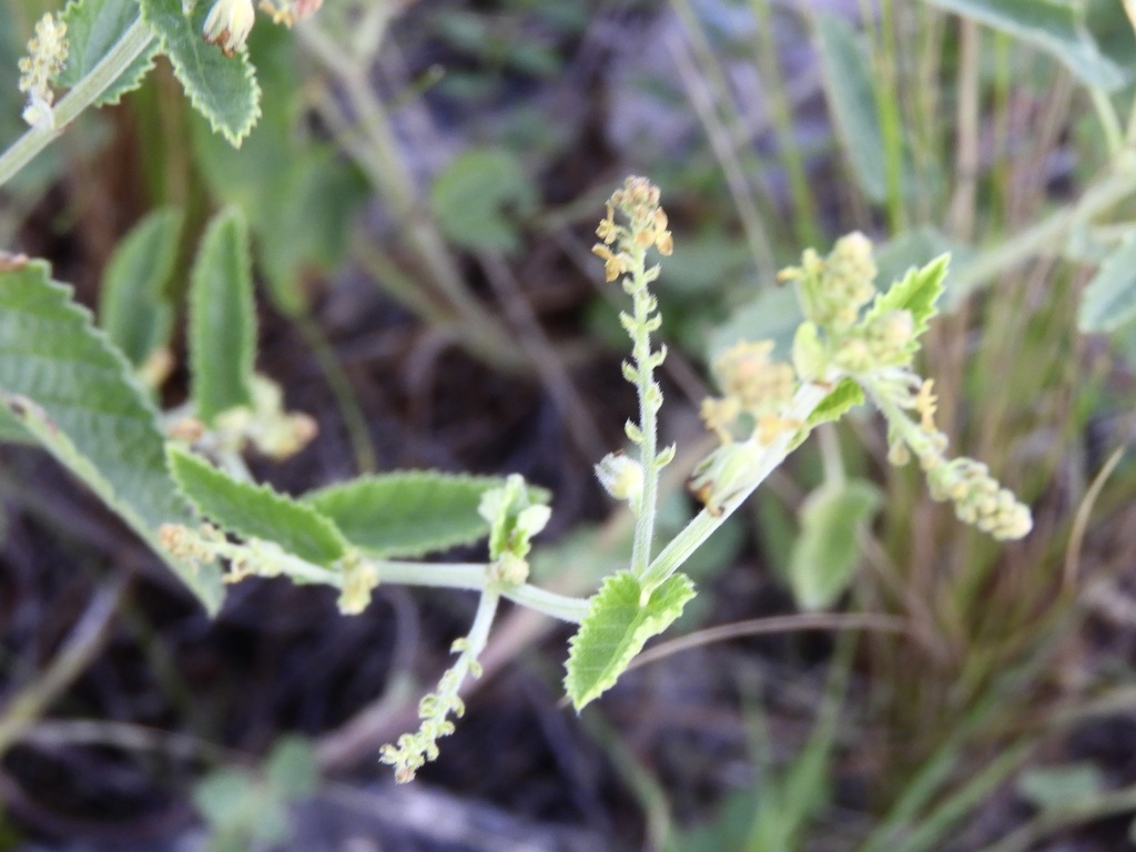 Tragia melochioides
