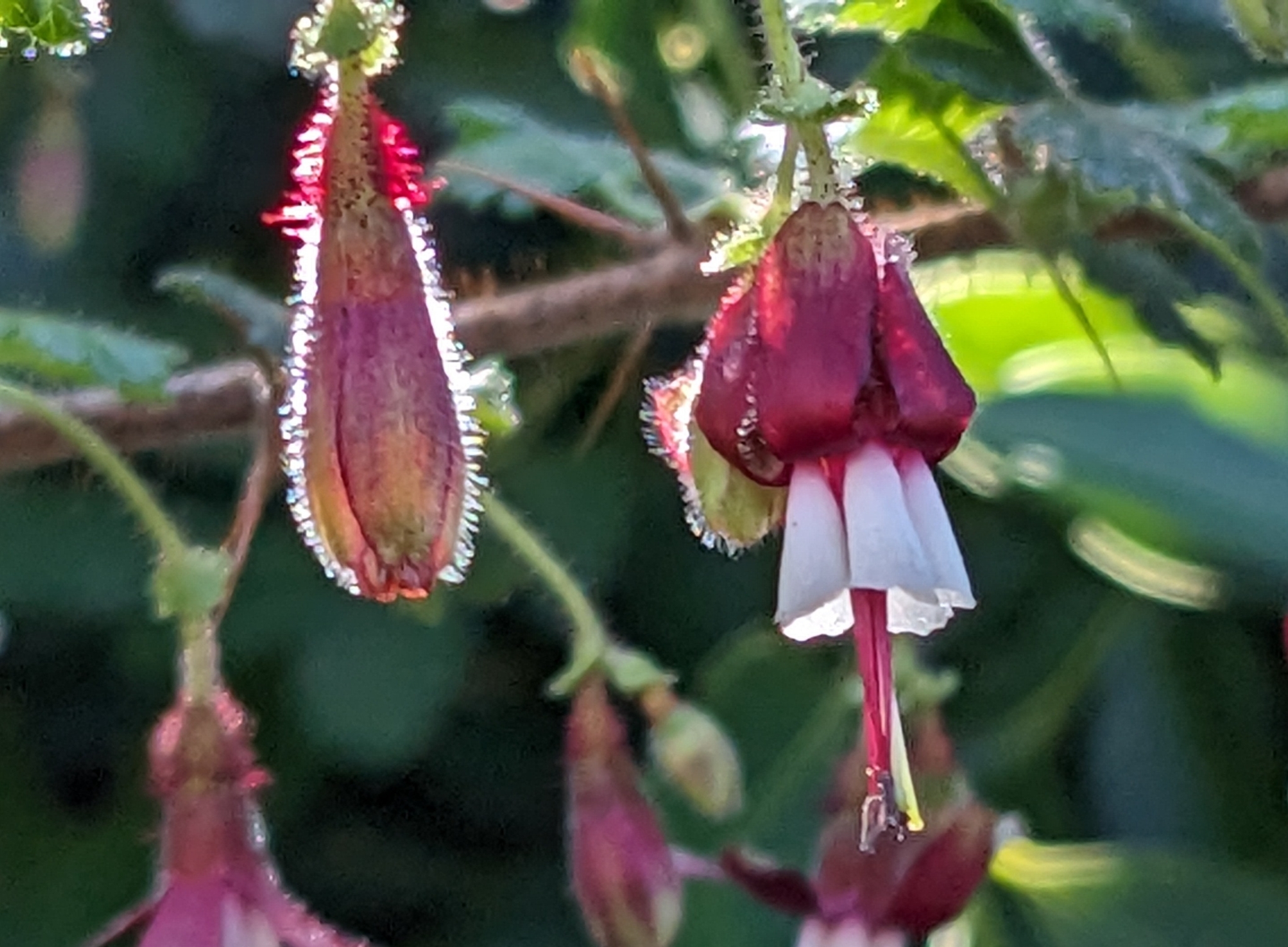Ribes sericeum