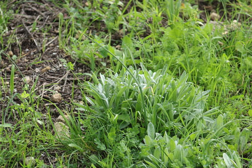 Helichrysum sanguineum (Helichrysum sanguineum)