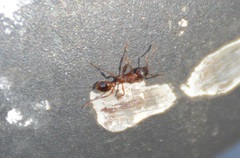 Myrmica