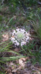 Marshallia caespitosa