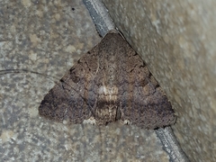 Pandesma
