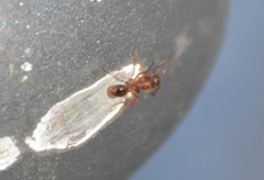 Myrmica