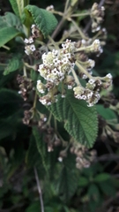 Lippia hirsuta