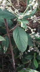 Lippia hirsuta
