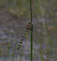 Cordulegaster bilineata