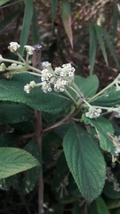 Lippia hirsuta