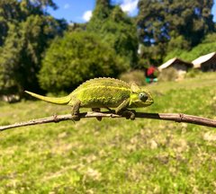 Trioceros sternfeldi