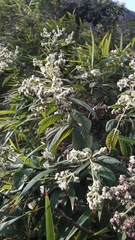 Lippia hirsuta