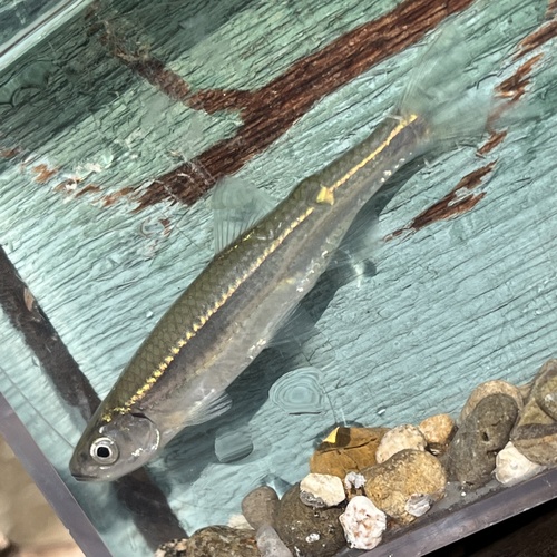 Emerald Shiner