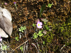 Primula mistassinica