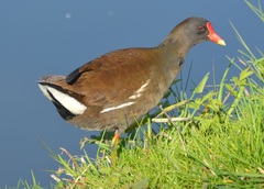 Gallinula chloropus