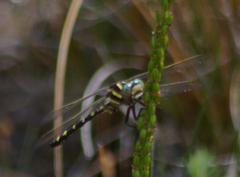 Cordulegaster bilineata
