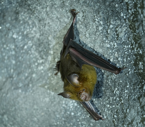 Pratt's Roundleaf Bat (Hipposideros swinhoei) — Data Deficient Mammalia